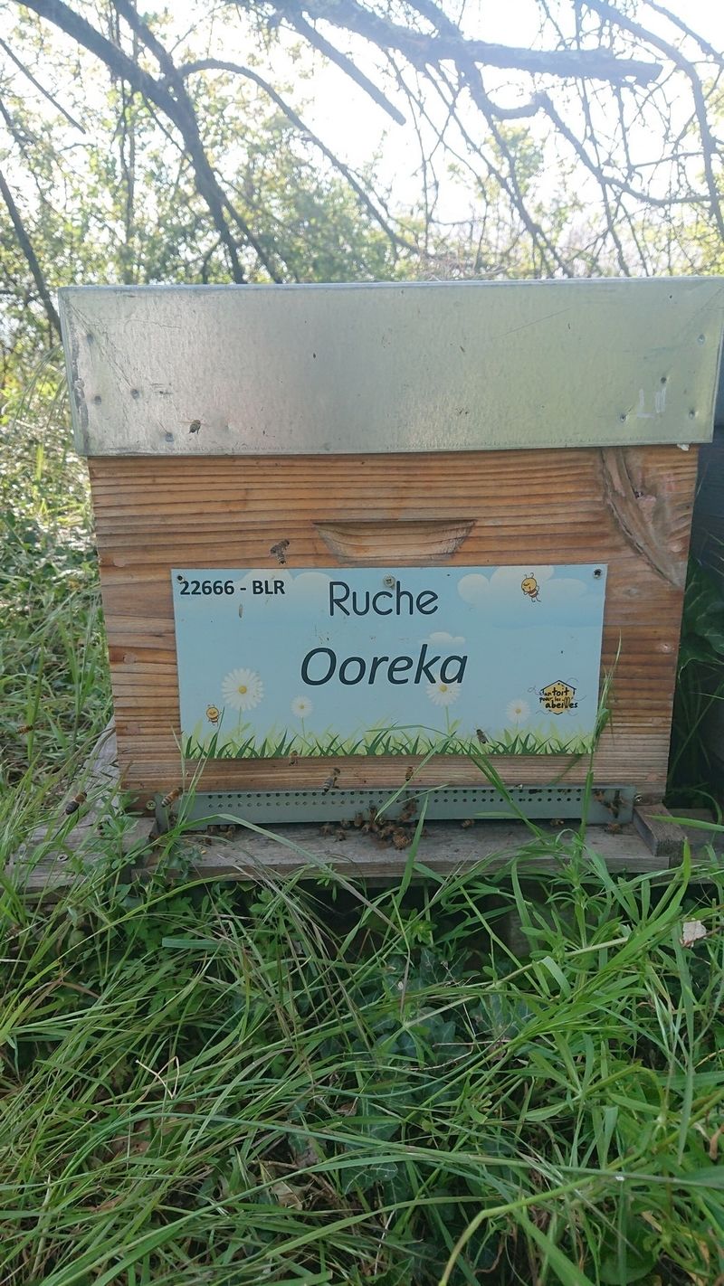 La ruche Ooreka