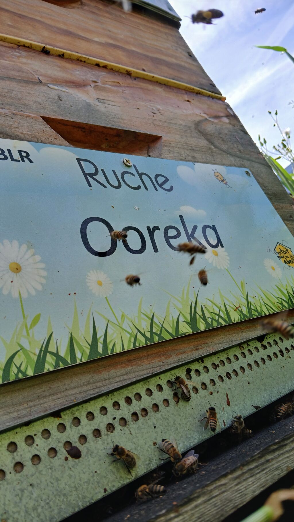 La ruche Ooreka