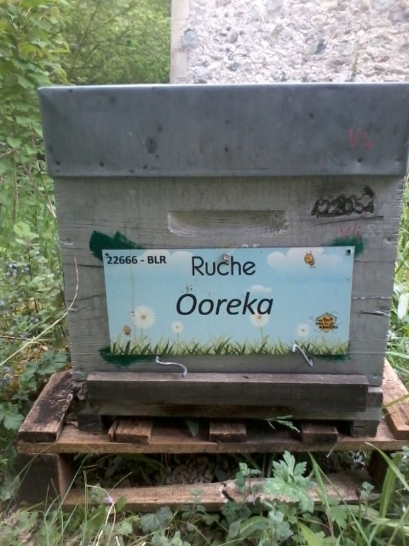 La ruche Ooreka
