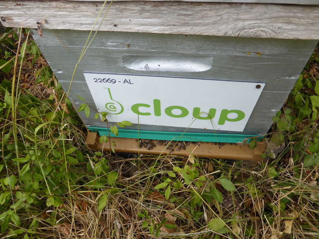 La ruche CLOUP