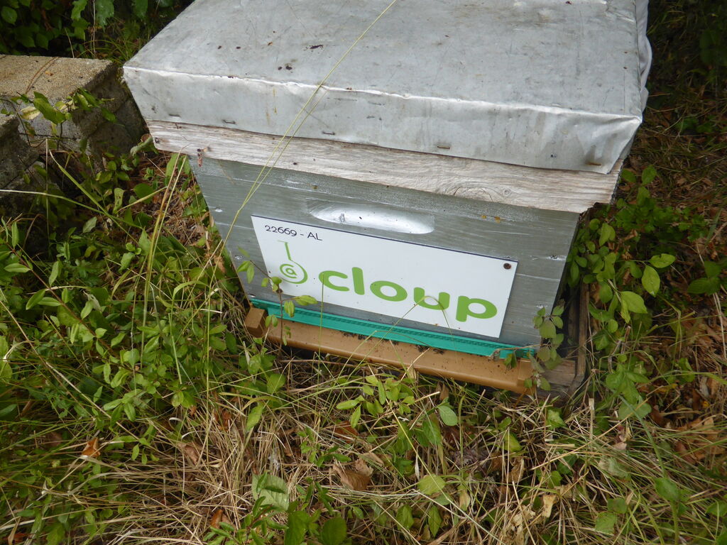 La ruche CLOUP