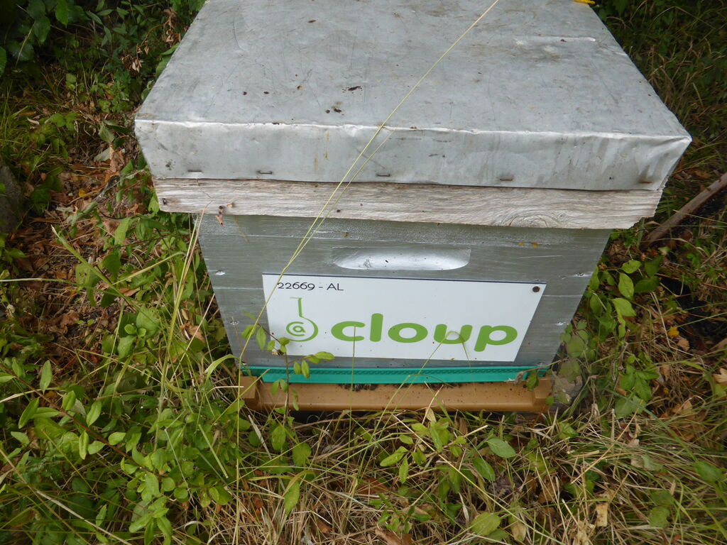 La ruche CLOUP