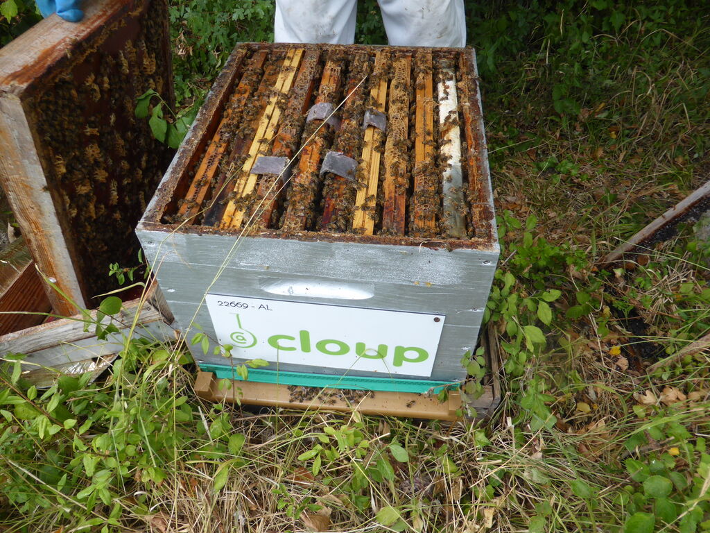 La ruche CLOUP