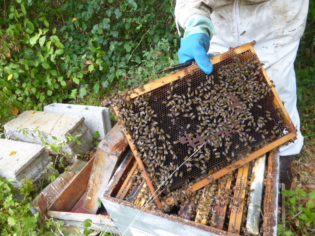 La ruche CLOUP