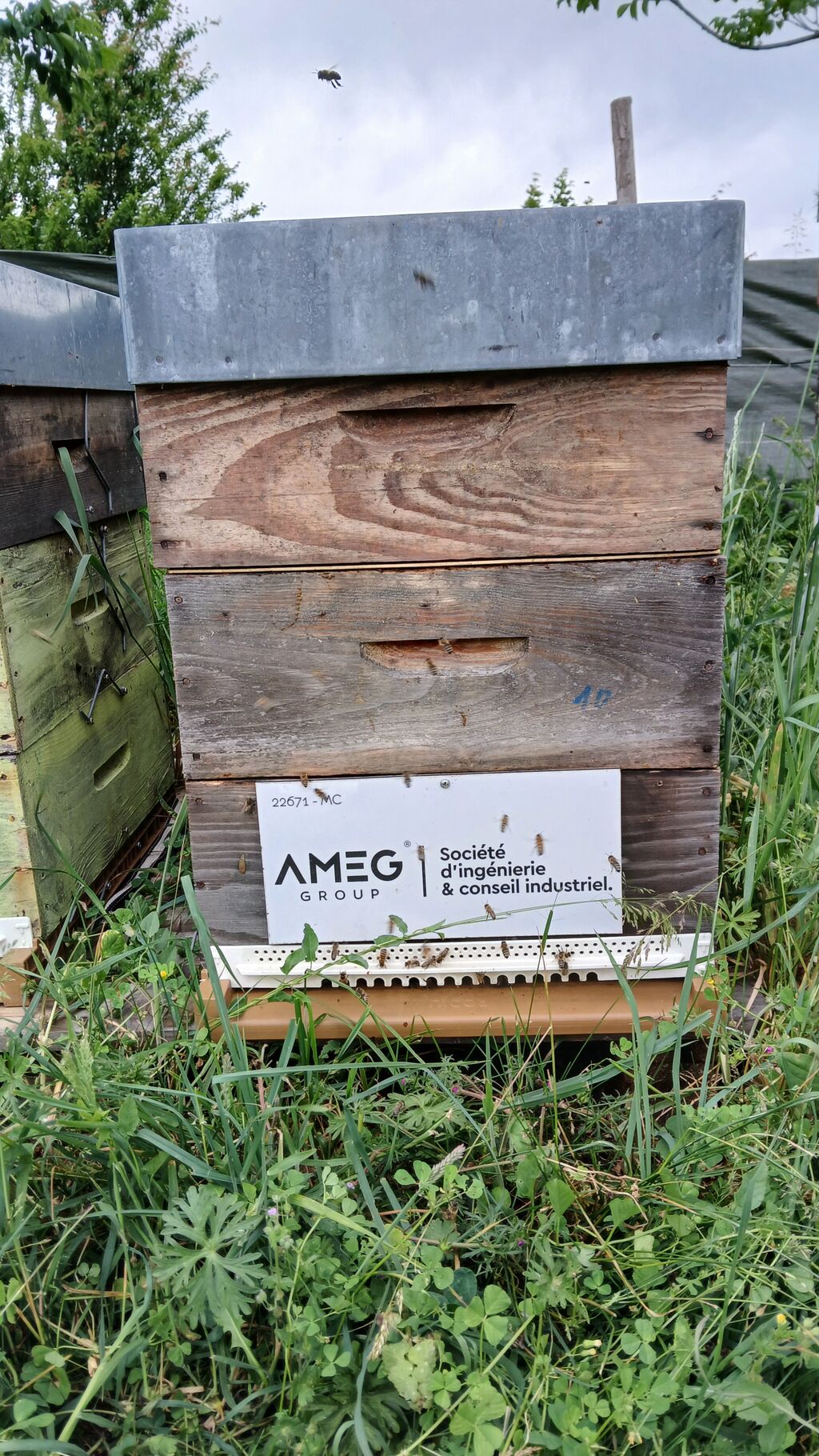 La ruche AMEG GROUP