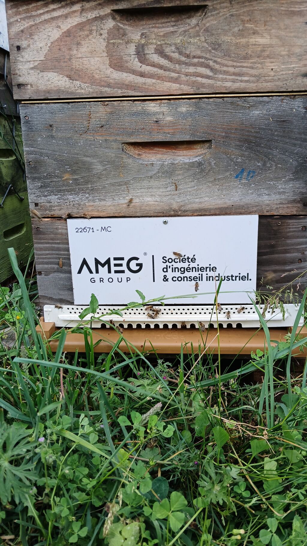 La ruche AMEG GROUP