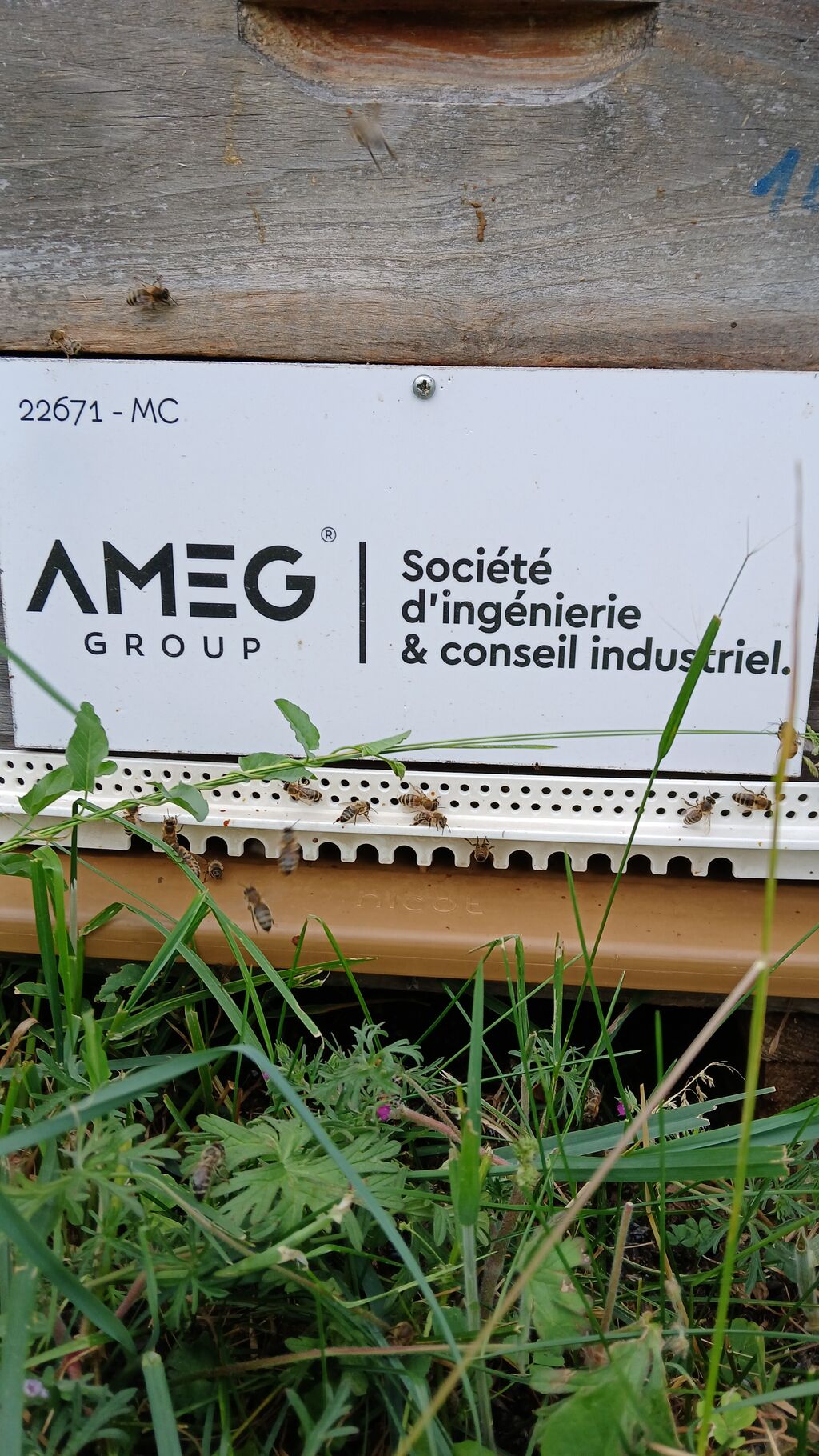 La ruche AMEG GROUP