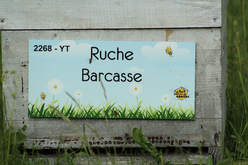 La ruche Barcasse