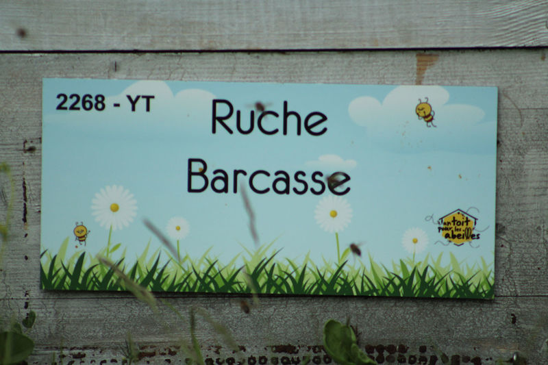 La ruche Barcasse