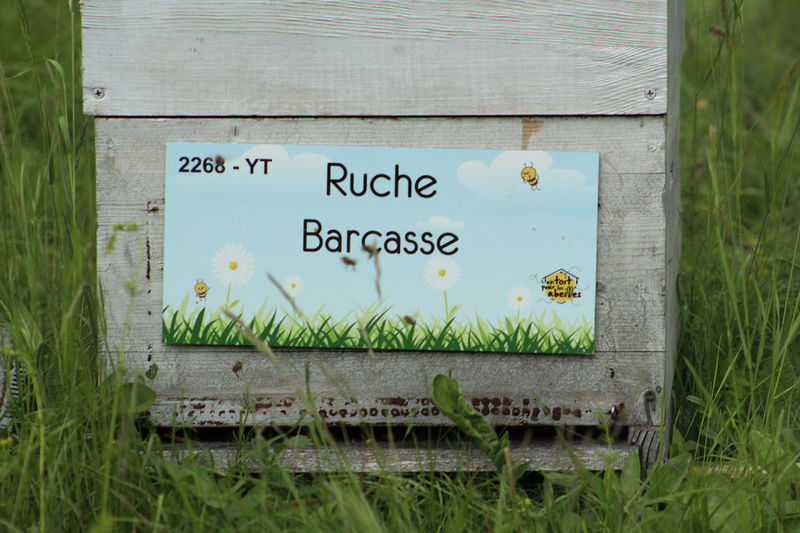 La ruche Barcasse