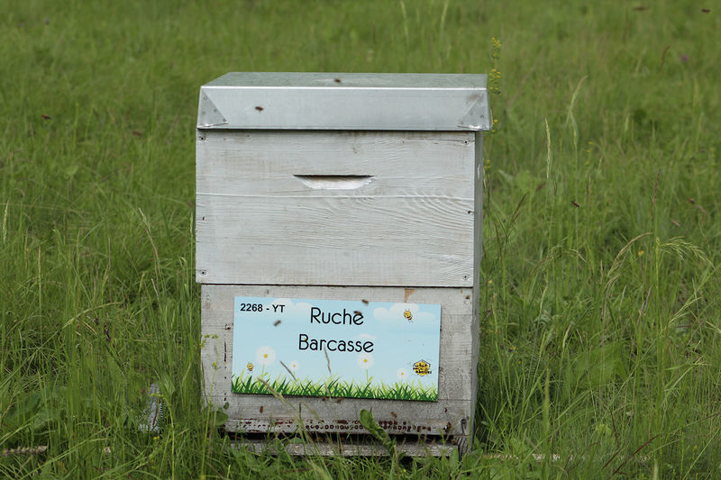 La ruche Barcasse