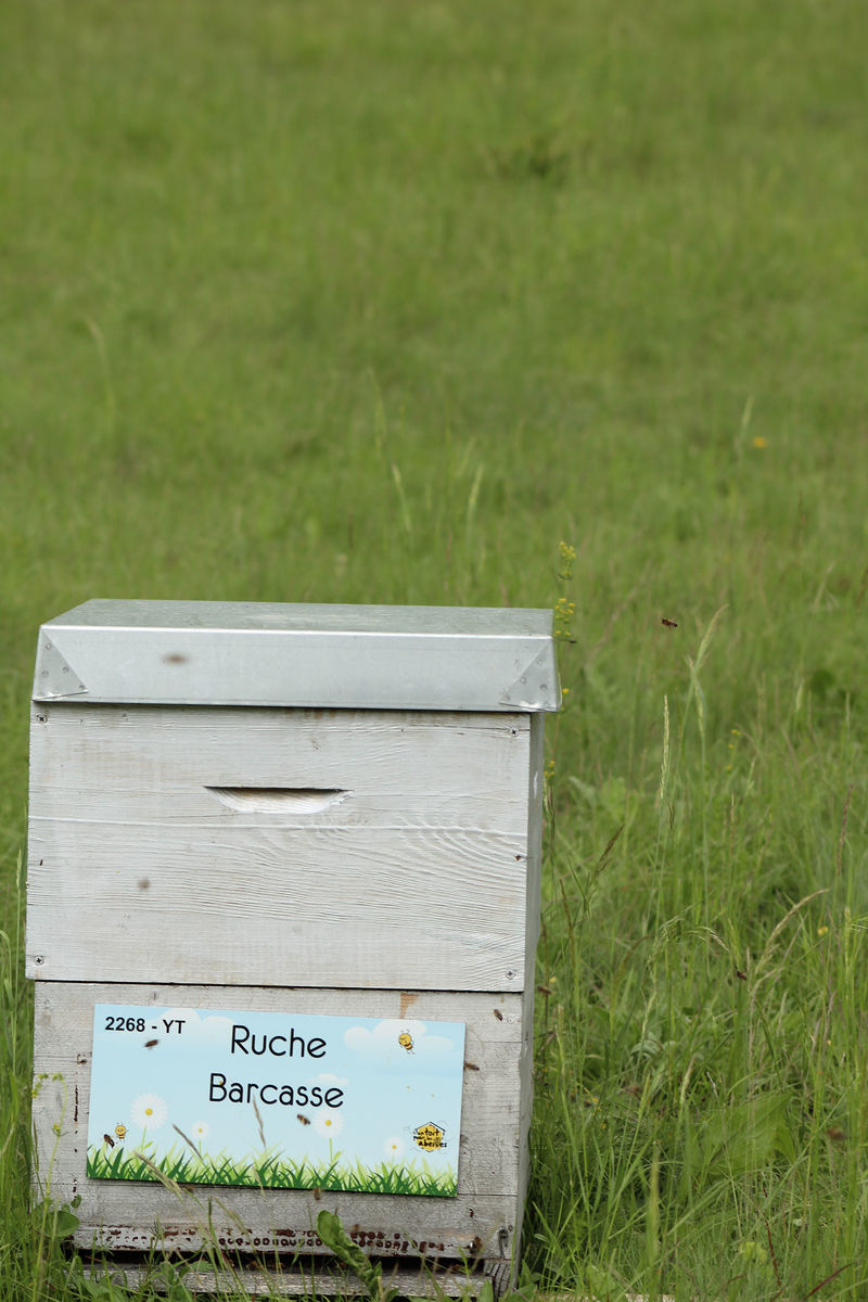 La ruche Barcasse