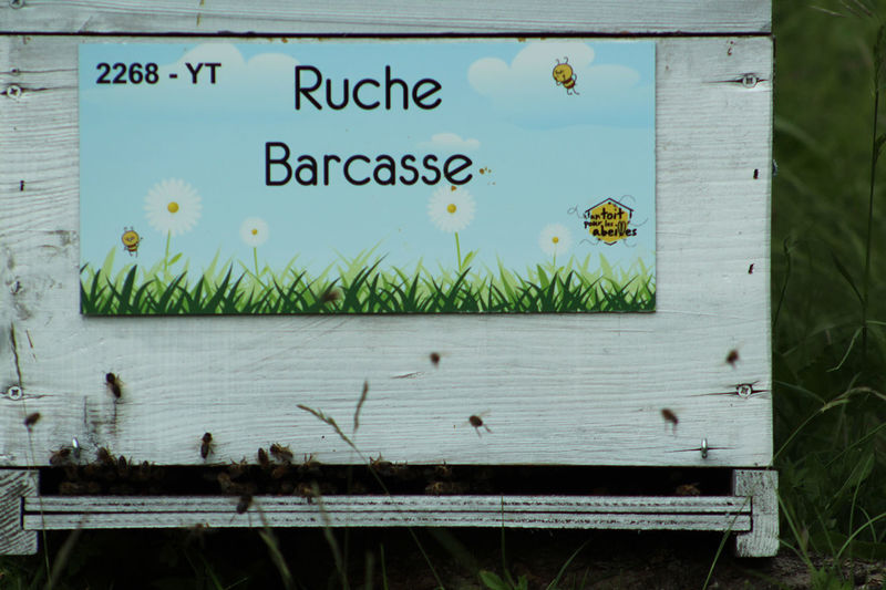 La ruche Barcasse