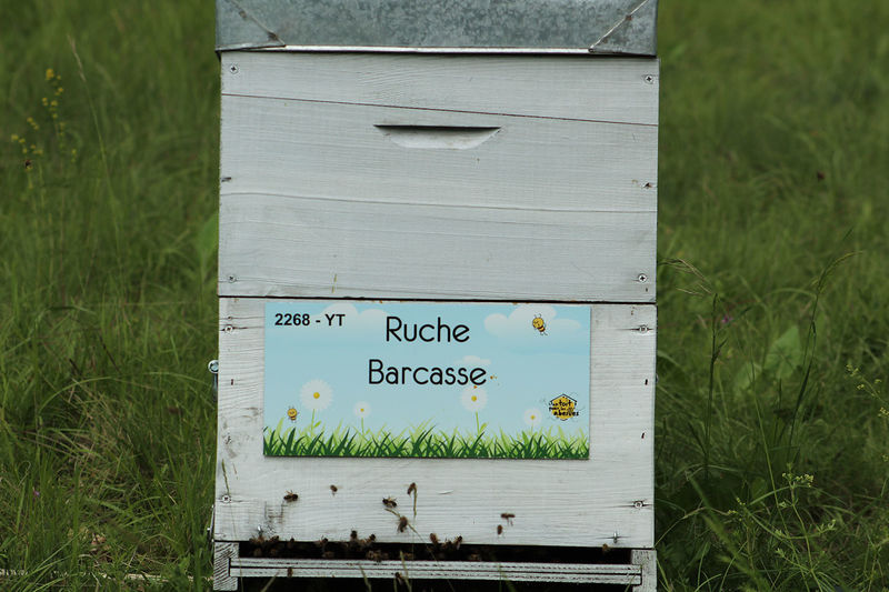 La ruche Barcasse