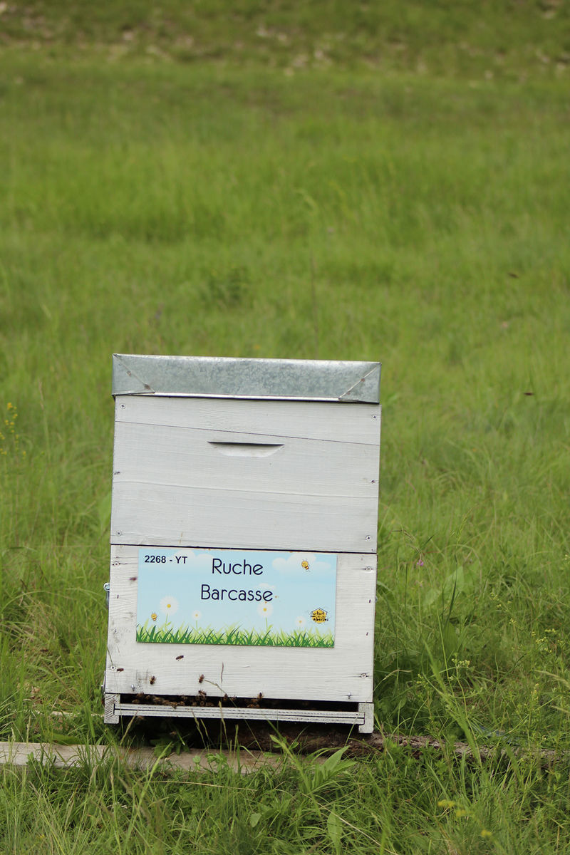La ruche Barcasse
