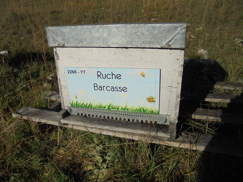 La ruche Barcasse