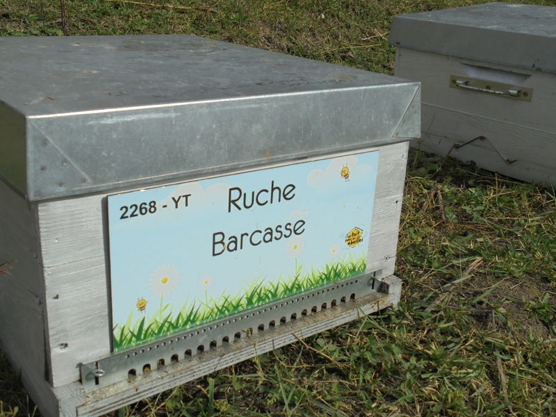 La ruche Barcasse