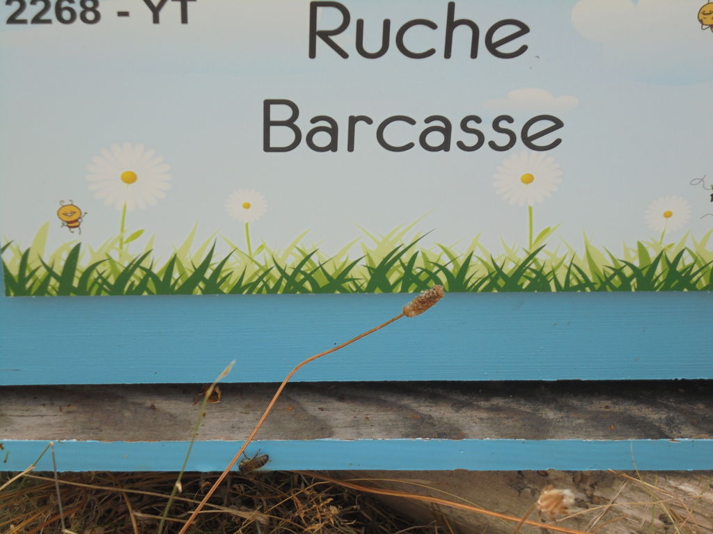 La ruche Barcasse