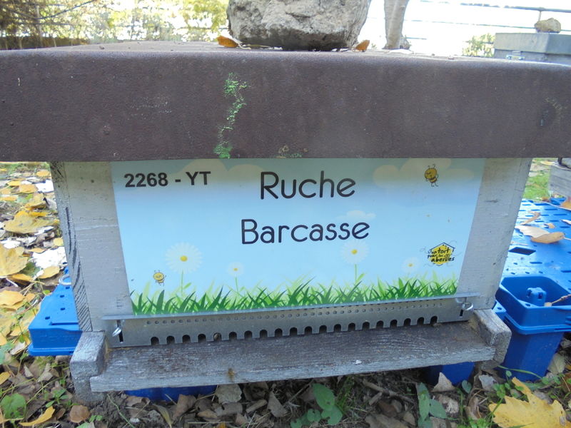La ruche Barcasse