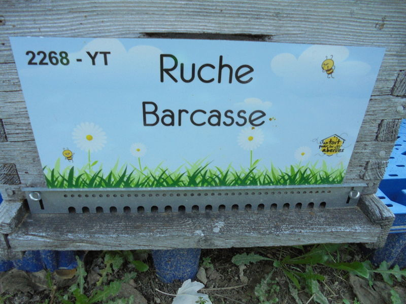 La ruche Barcasse