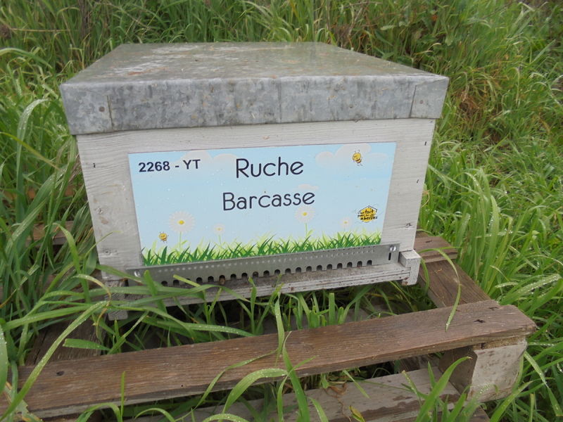 La ruche Barcasse