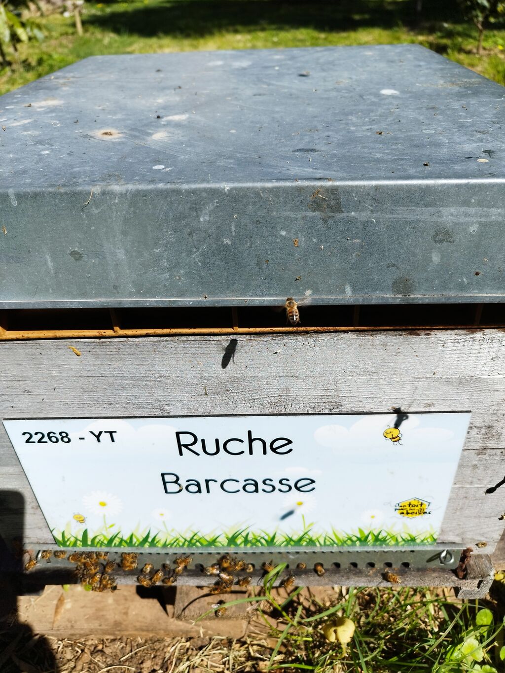 La ruche Barcasse