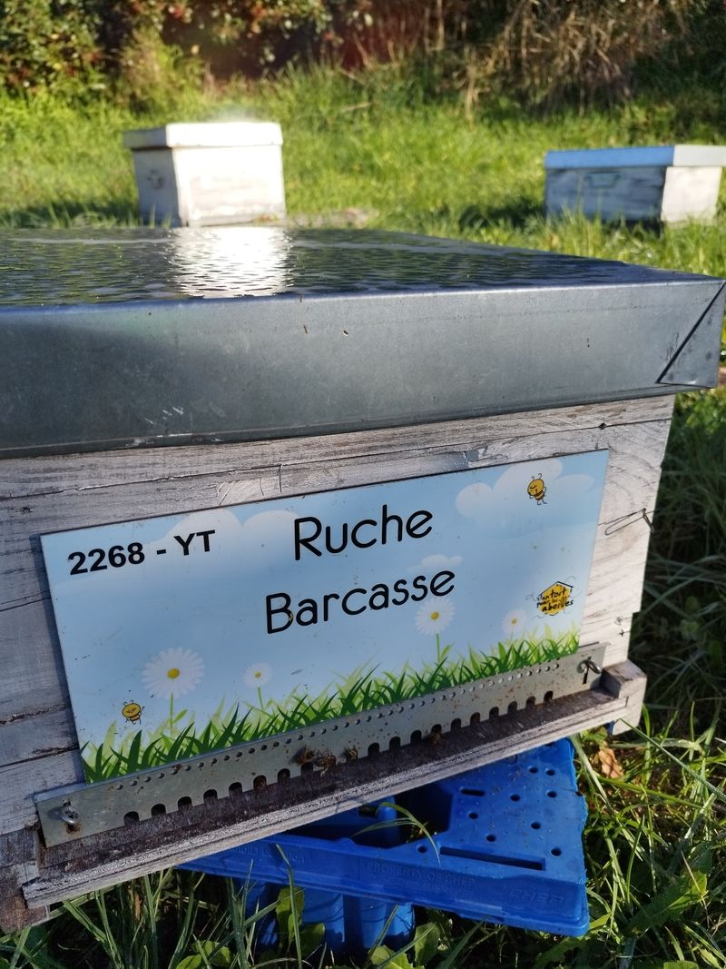 La ruche Barcasse