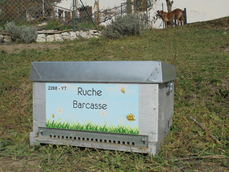 La ruche Barcasse