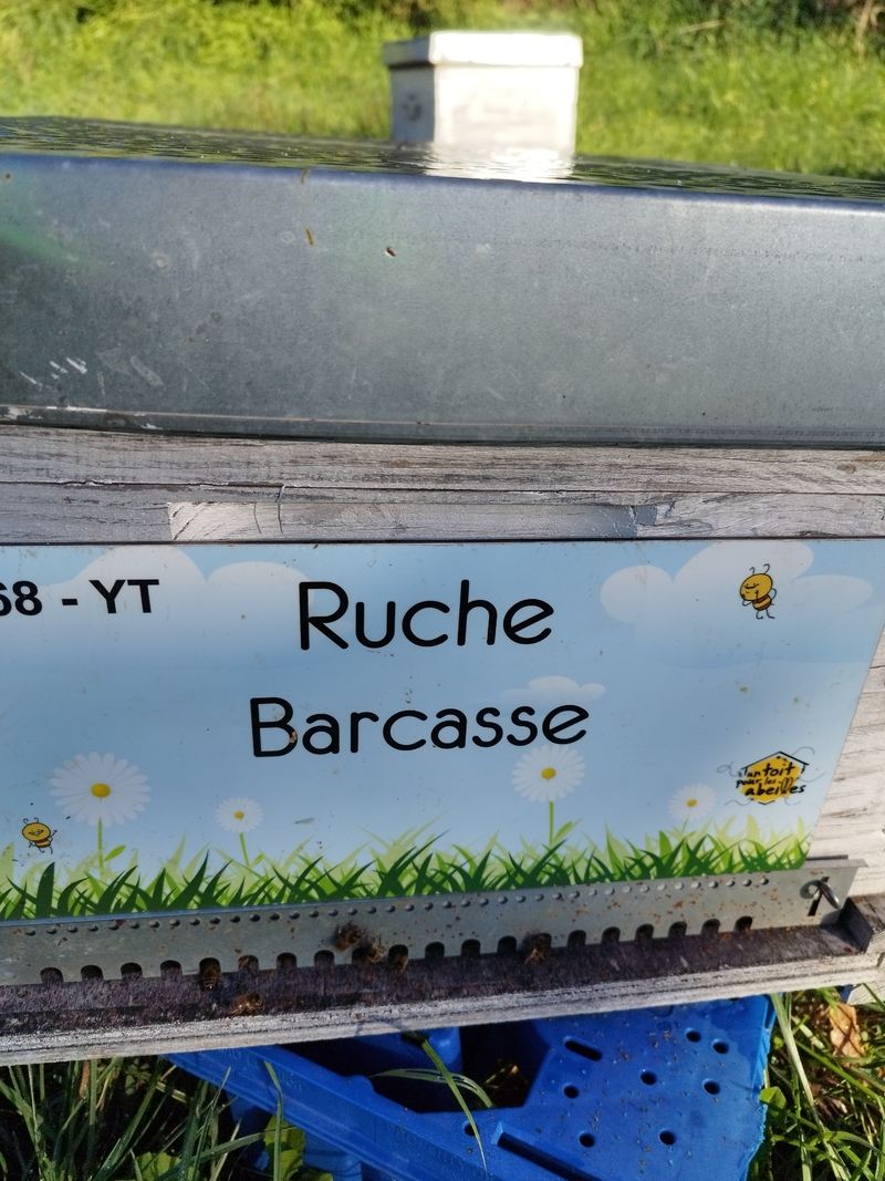La ruche Barcasse