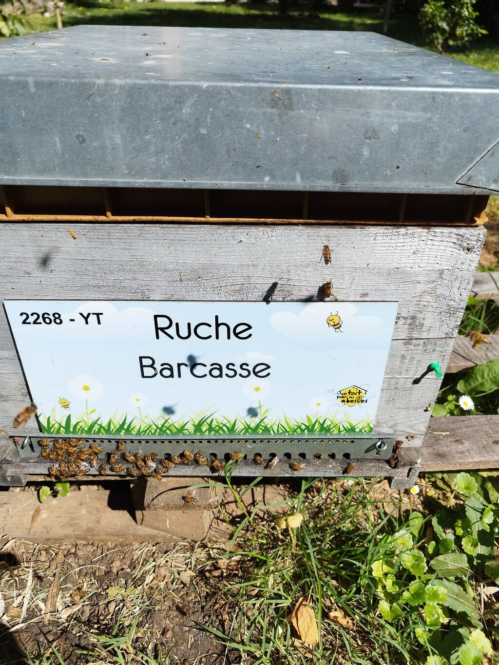La ruche Barcasse