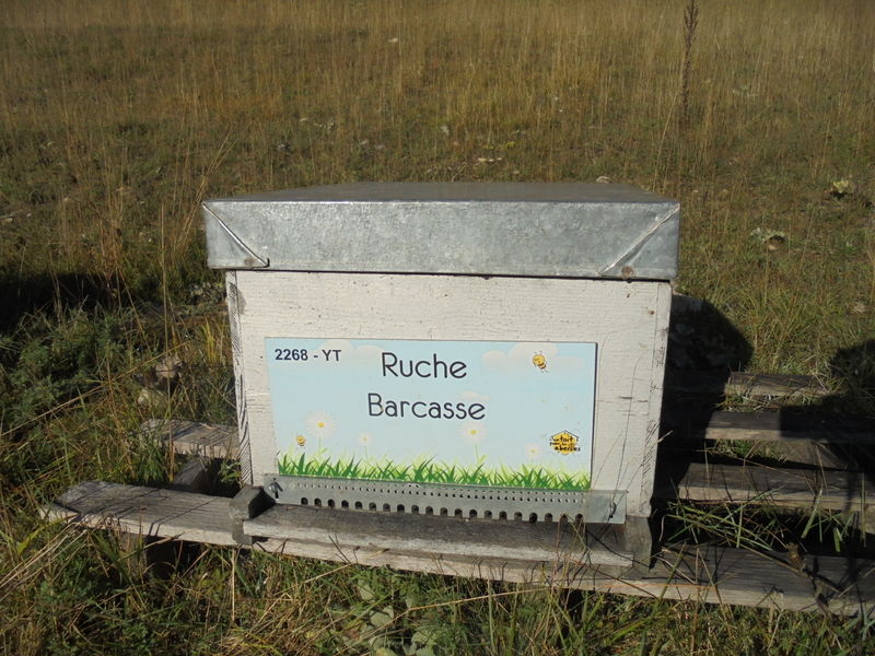 La ruche Barcasse