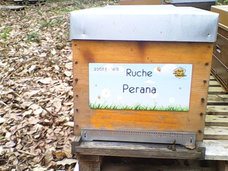 La ruche Perana