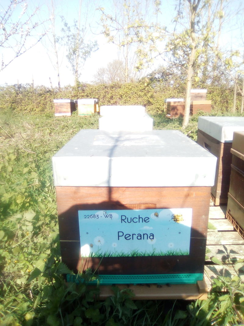La ruche Perana