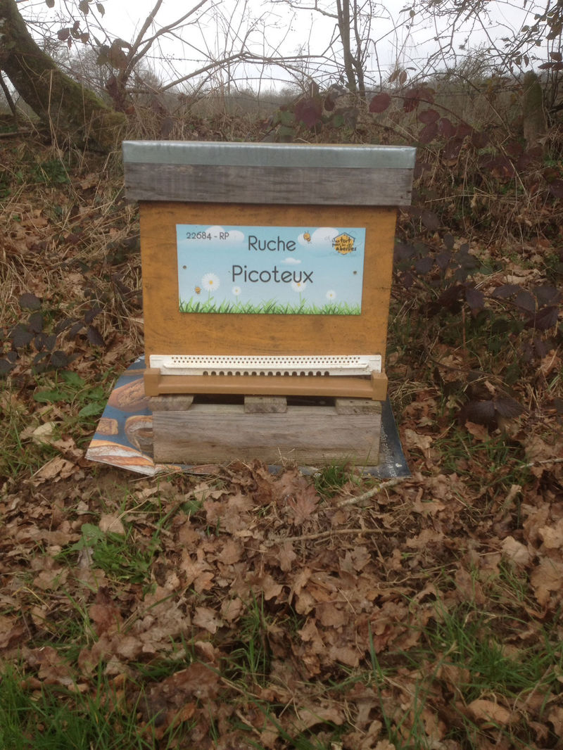 La ruche Picoteux