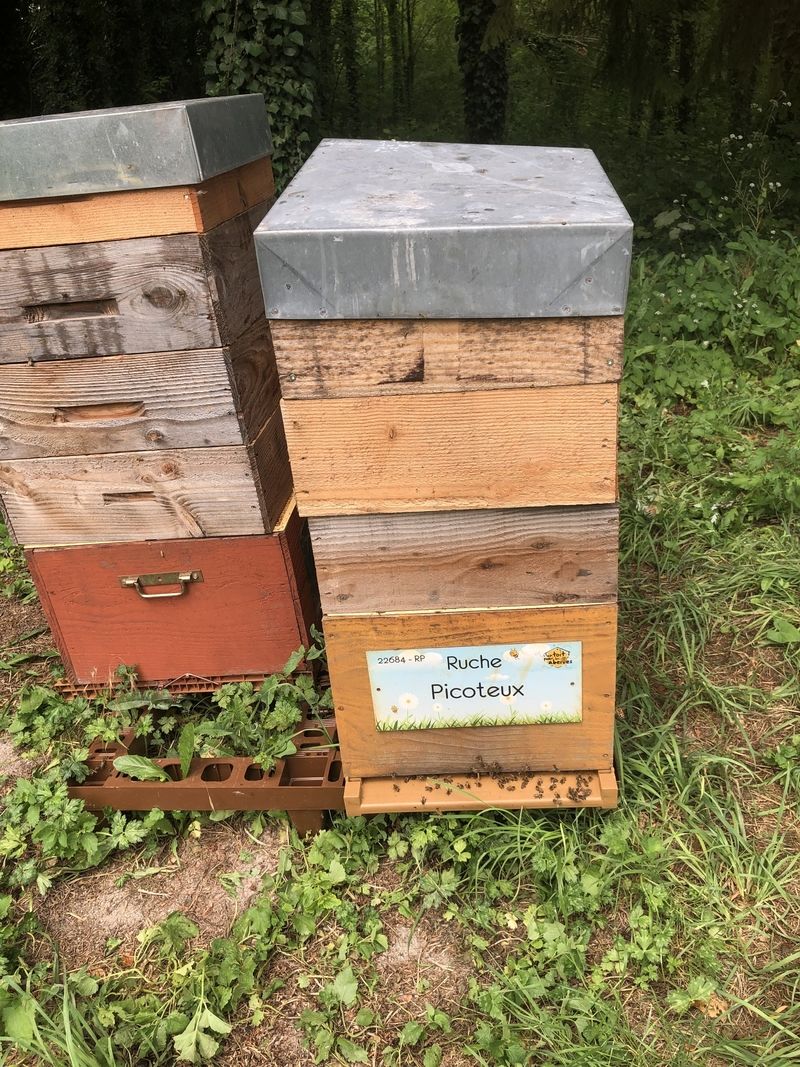 La ruche Picoteux