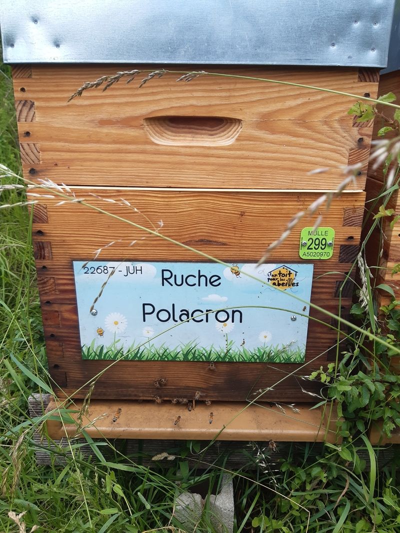 La ruche Polacron
