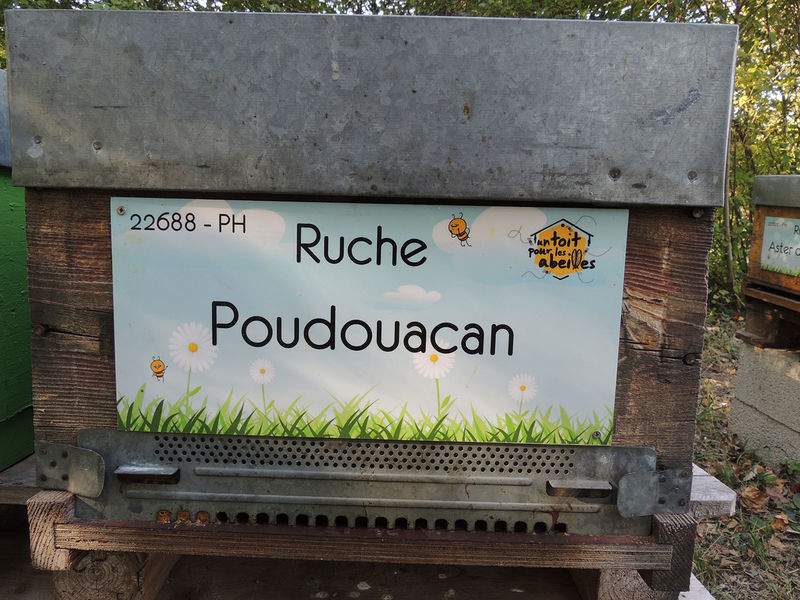 La ruche Poudouacan