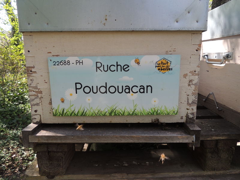 La ruche Poudouacan