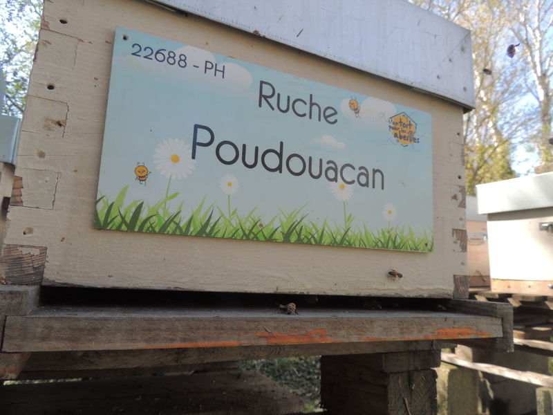 La ruche Poudouacan