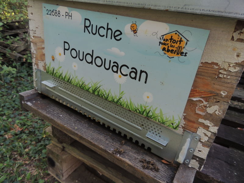 La ruche Poudouacan