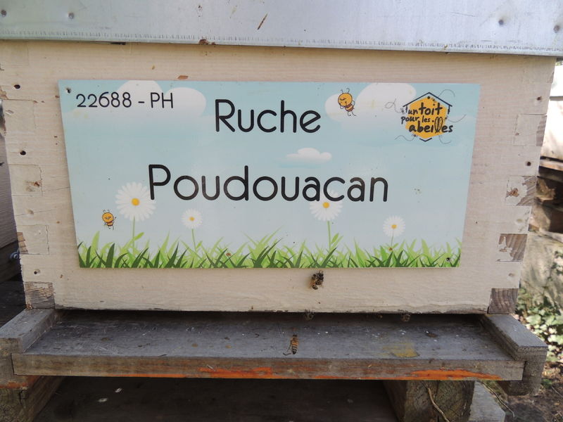 La ruche Poudouacan