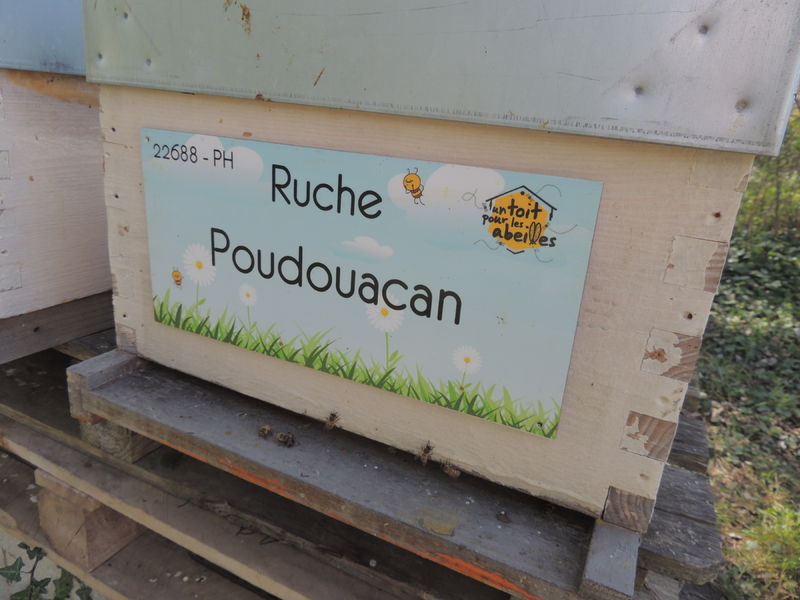 La ruche Poudouacan
