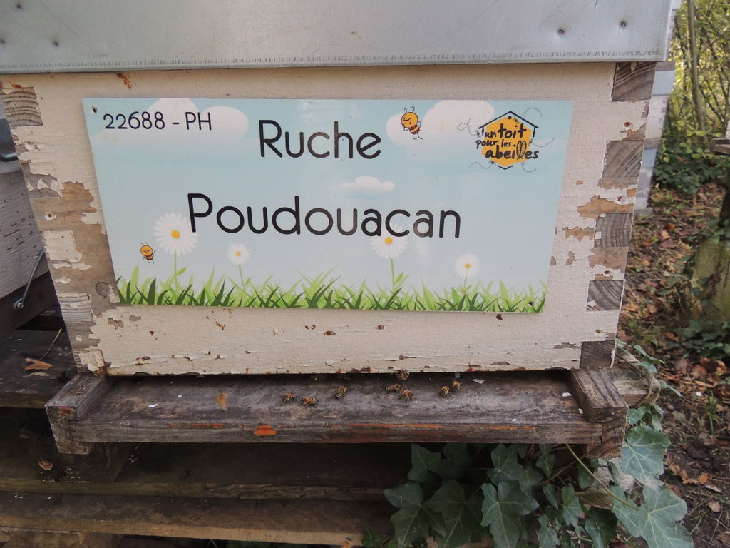 La ruche Poudouacan