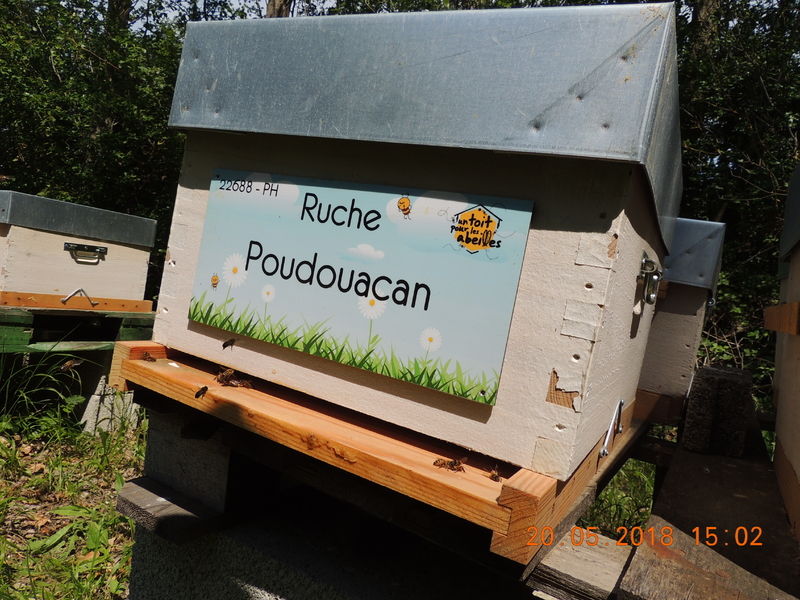 La ruche Poudouacan
