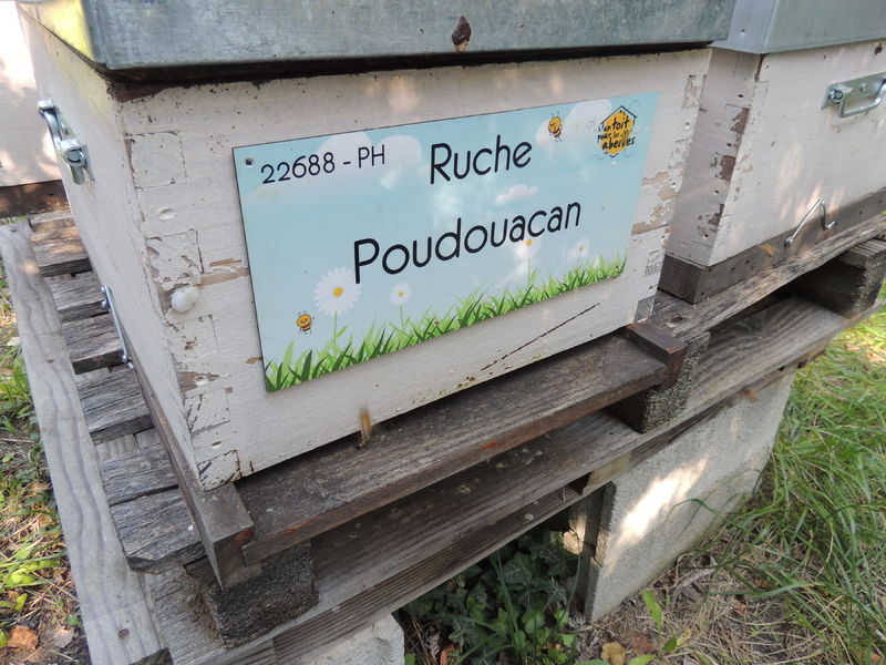 La ruche Poudouacan