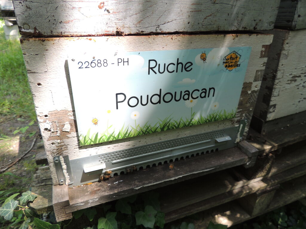 La ruche Poudouacan