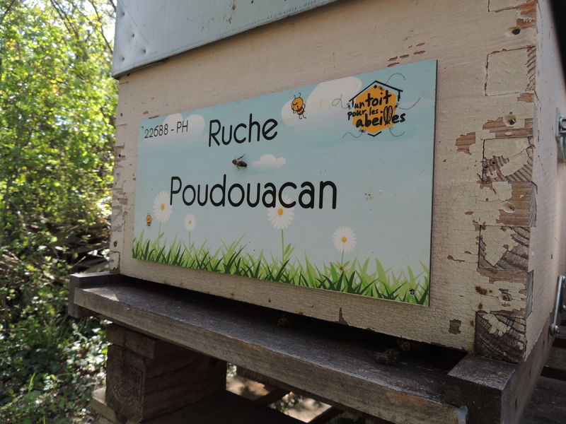 La ruche Poudouacan