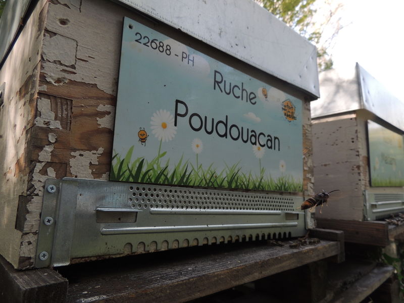 La ruche Poudouacan