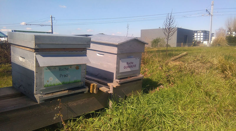 La ruche Prao