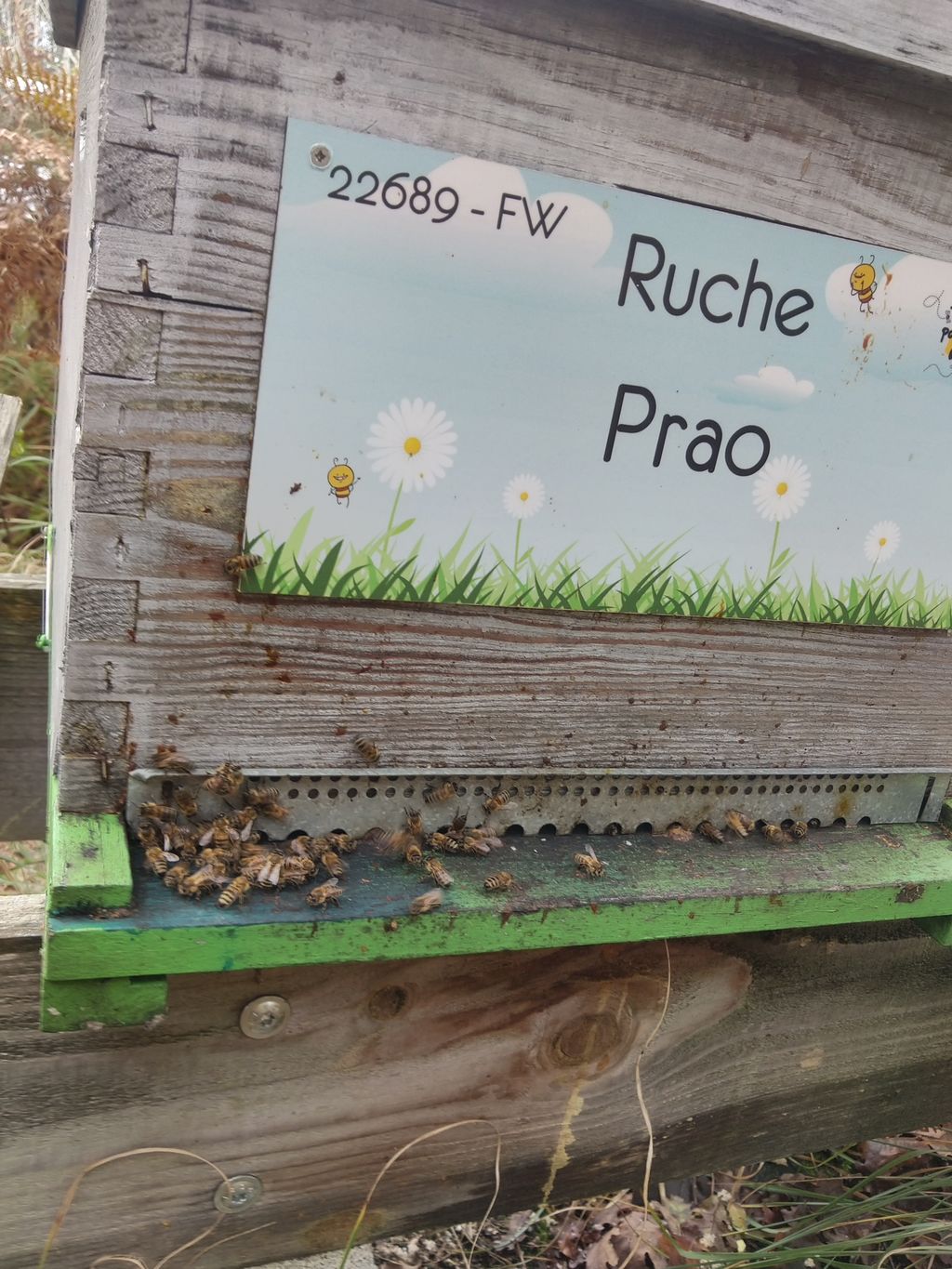 La ruche Prao